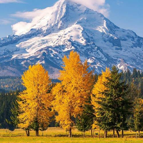 حیدو هدایتی مو عه هرجا بروم سر وا وگردانم